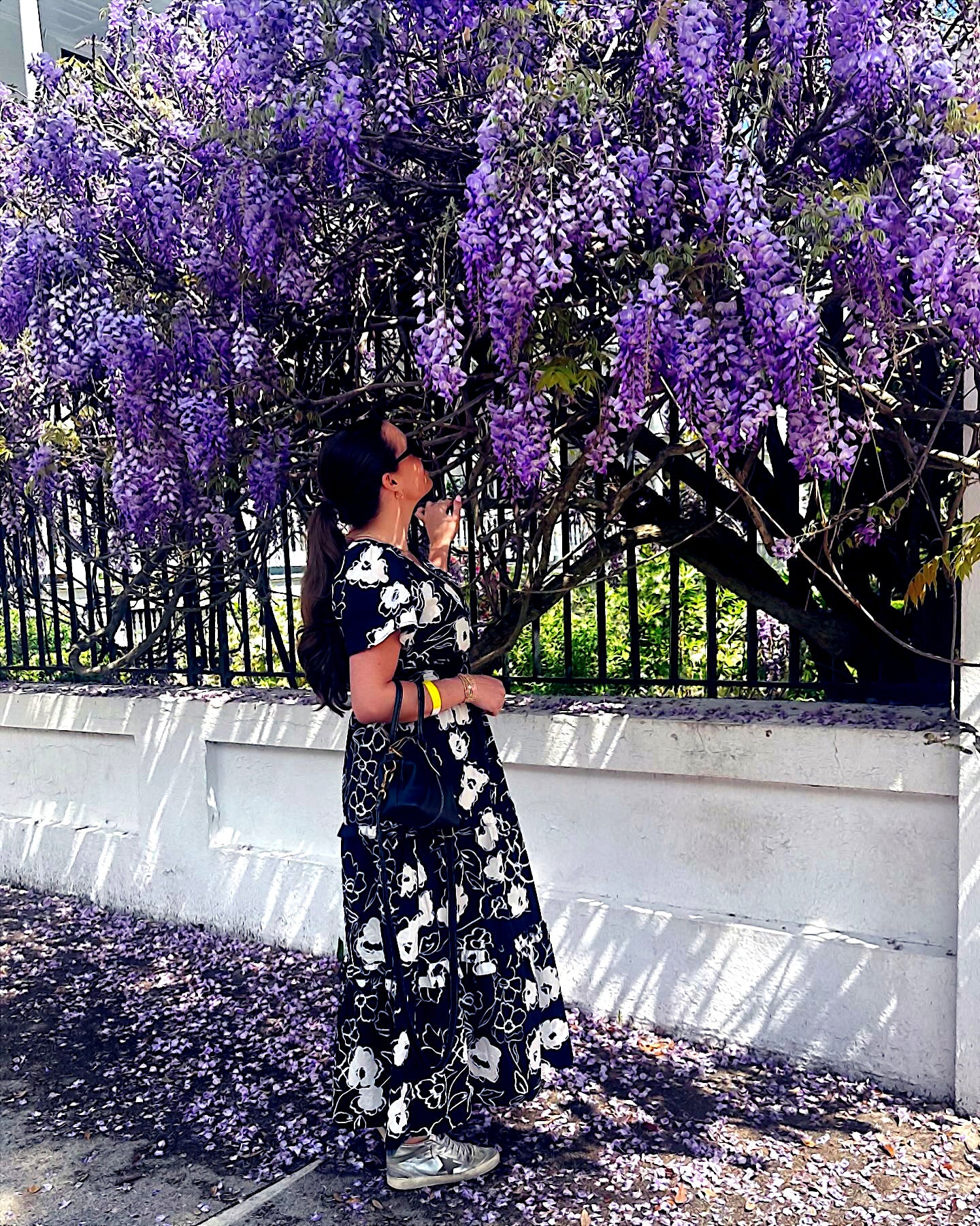 Person standing under Chinese blue wisteria tree flowers. (Wisteria sinensis)