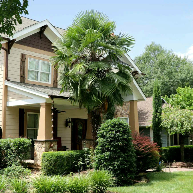 House with a large windmill palm tree in front yard