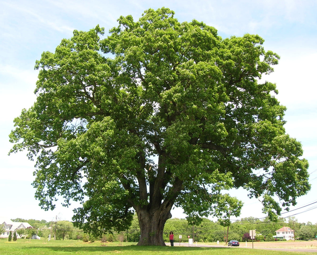 Large White Oak tree with a clear blue sky in the background. Quercus alba