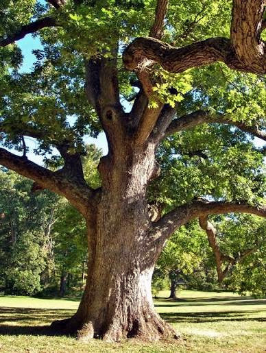 A large mature American White Oak tree with a thick textured brown trunk and dense green foliage, standing in a grassy outdoor park area with sunlight and shadows.