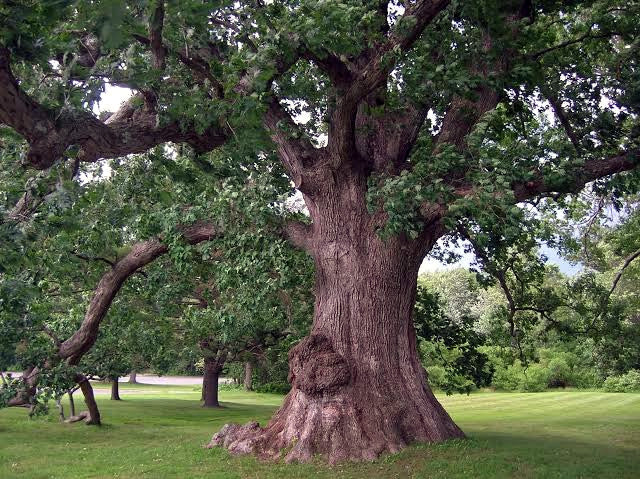 A large mature White Oak tree with a thick textured brown trunk and dense green foliage, standing on a grassy lawn in an outdoor park setting. Quercus alba