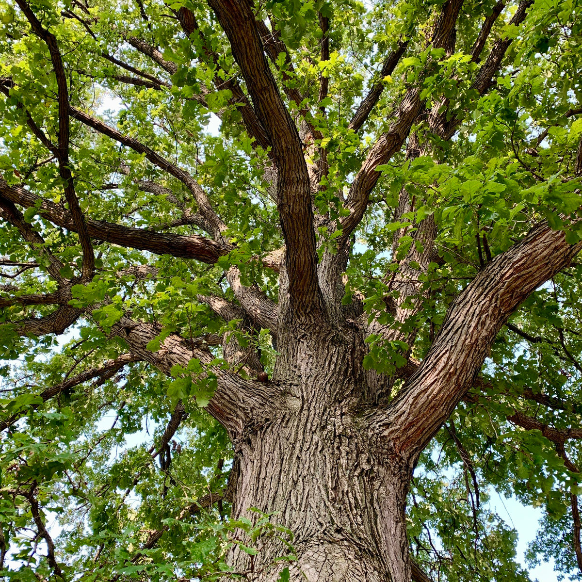A low-angle view looking up at the trunk and branches of a large White Oak tree with textured brown bark and dense green leaves against a pale blue sky. Quercus alba