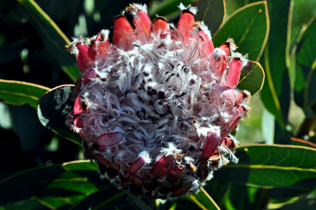 Close-up of a queen protea wooley beard flower with green leaves in the background