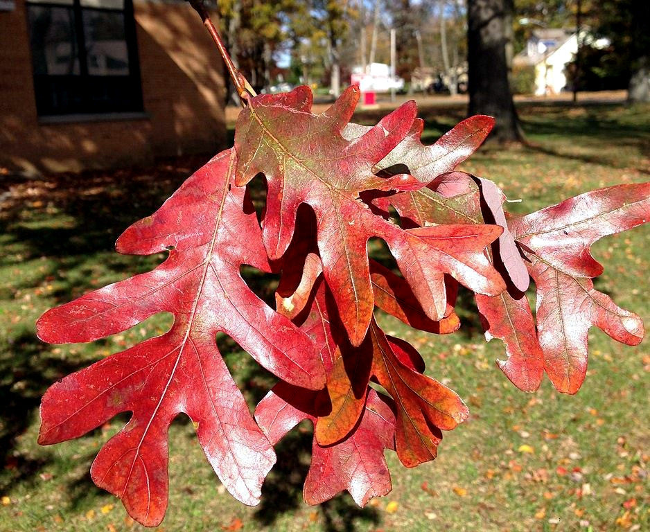 Close-up of red and orange autumn American White oak leaves hanging from a branch outdoors, with grass, trees, and a building blurred in the background.