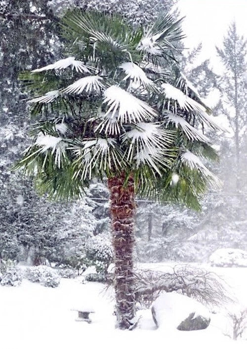 Cold hardy Chinese Windmill Palm tree covered in snow in a forest setting