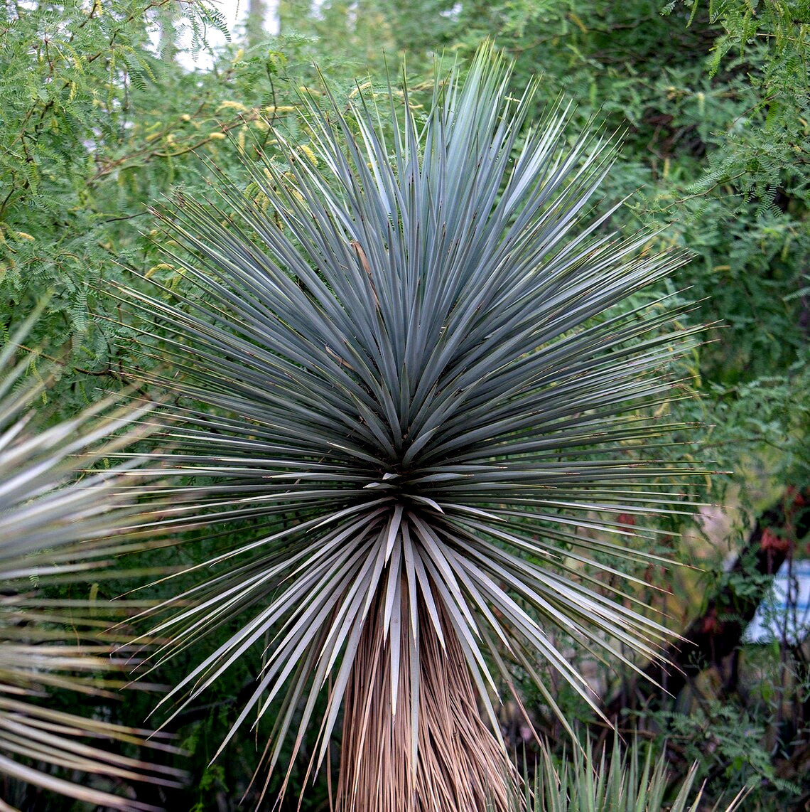 Spiky blue yucca plant with a forest background