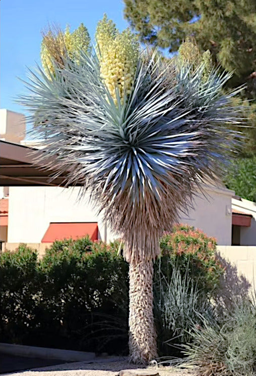 Tall spiky blue yucca plant in a garden setting with a building and trees in the background.