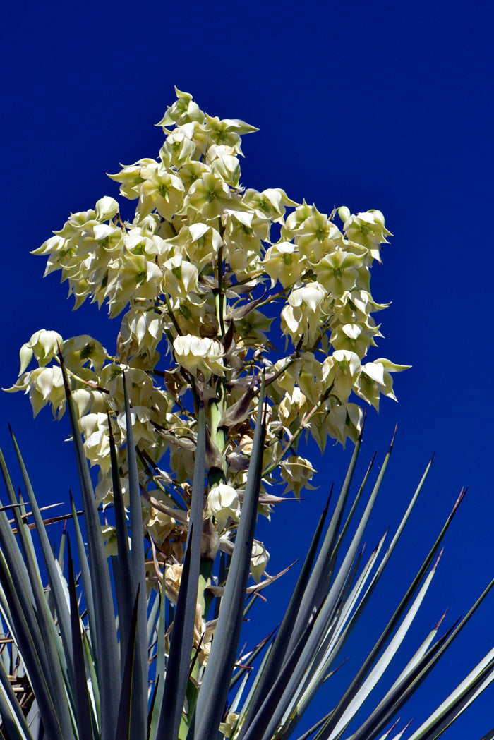 Yucca plant with white flowers against a clear blue sky
