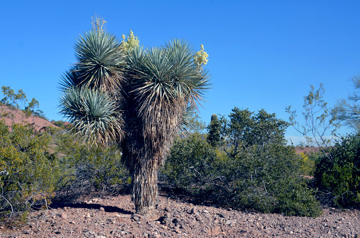 Blue Yucca plant in a desert landscape with clear blue sky