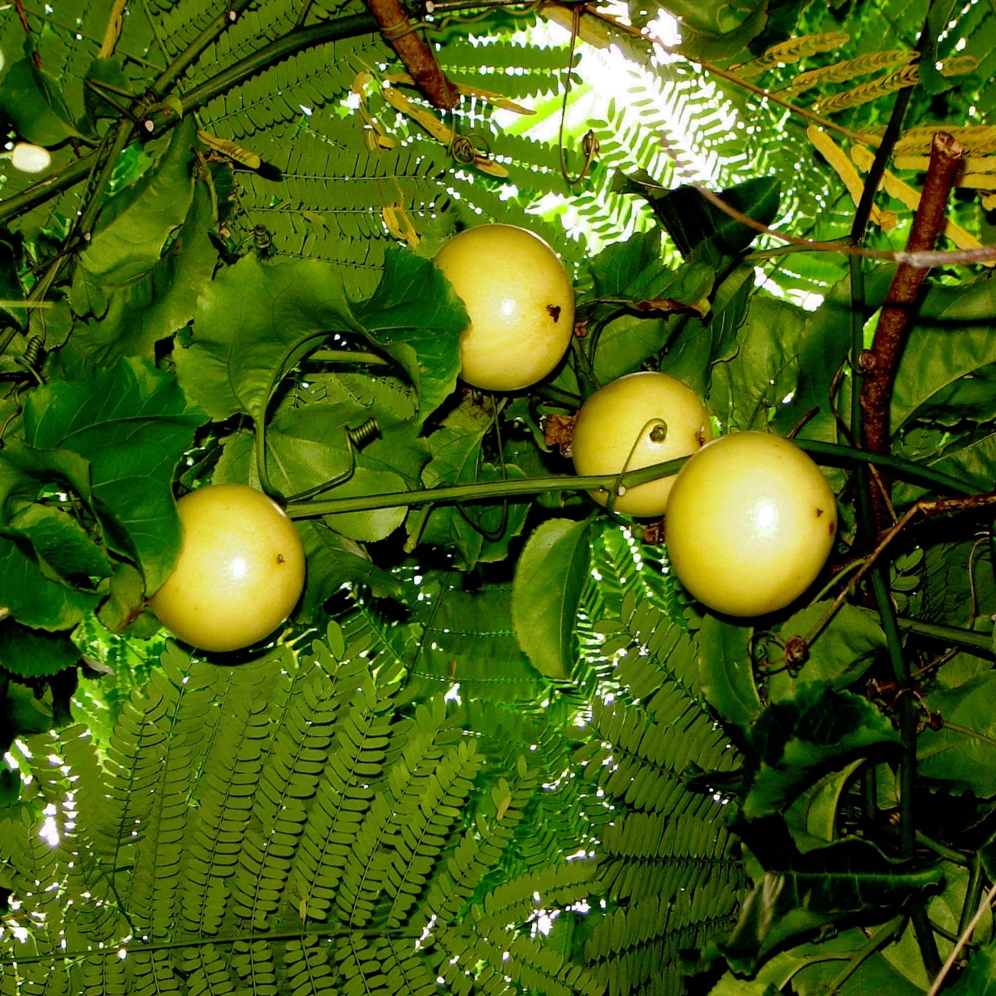 Yellow passion fruits hanging from a vine amidst lush green leaves