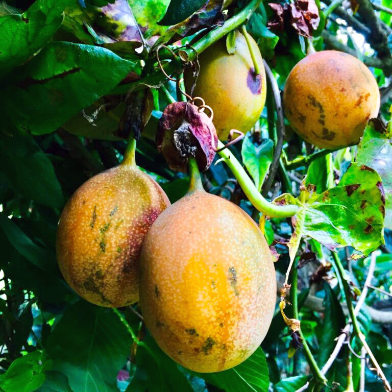 Yellow Passion fruits hanging from a vine with green leaves. (Passiflora edulis f. flavicarpa)