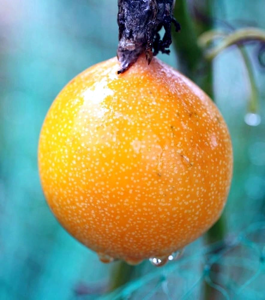 Yellow Passion fruit hanging from a branch with a blurred green background