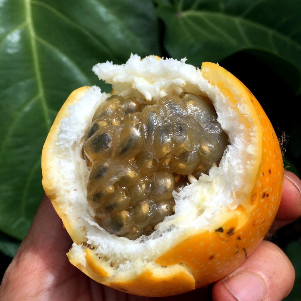 Half-cut Yellow passion fruit held in a hand with green leaves in the background. (Passiflora edulis f. flavicarpa)