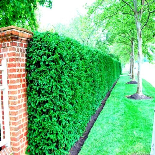 Japanese Yew privacy border fence in front yard with green grass and trees. Taxus cuspidata 