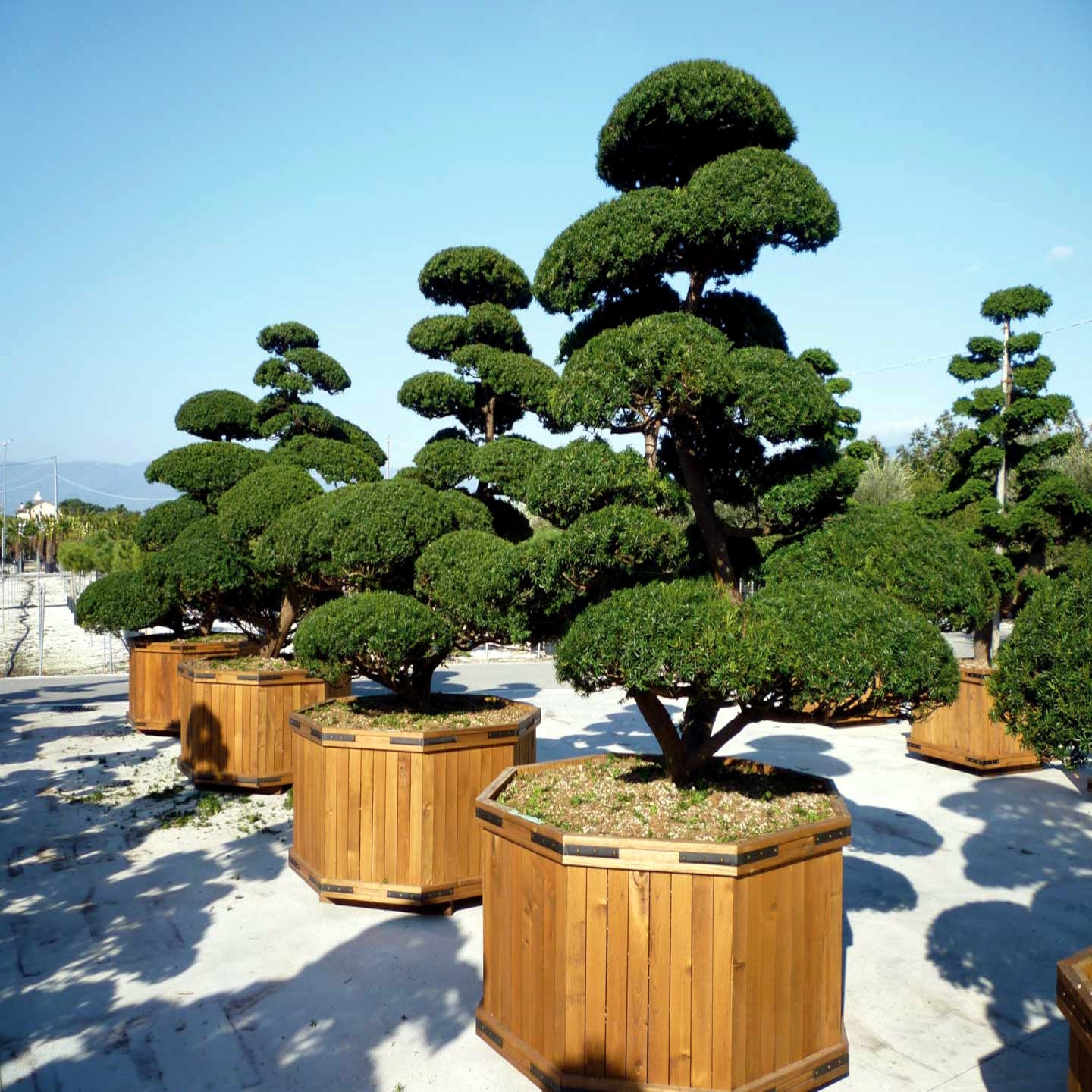 Japanese Yew trees Niwaki Cloud tree pruning in wooden specimen planters with blue sky background. Taxus cuspidata 