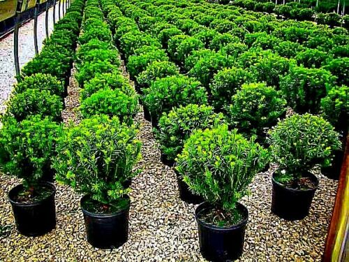 Japanese yew trees growing in a nursery setting. Taxus cuspidata 