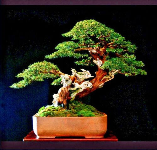 Japanese Yew bonsai tree specimen in small container with dark background. 