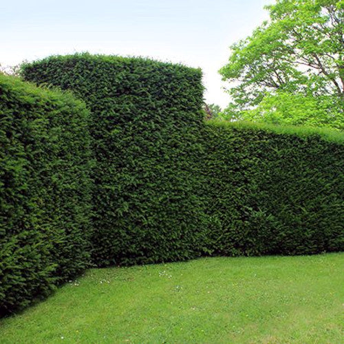 Japanese Yew trees used as a decorative landscape border with tree in background. Taxus cuspidata 