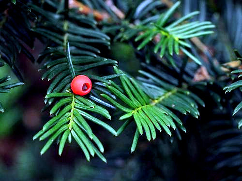 Red berry on Japanese Spreading Yew tree with green needle like leaves. Taxus cuspidata 
