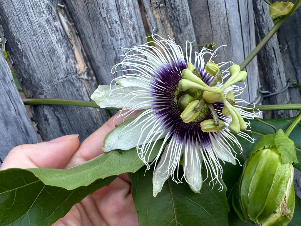 Yellow Passion fruit with purple flower held by a hand with a wooden fence background. (Passiflora edulis f. flavicarpa)