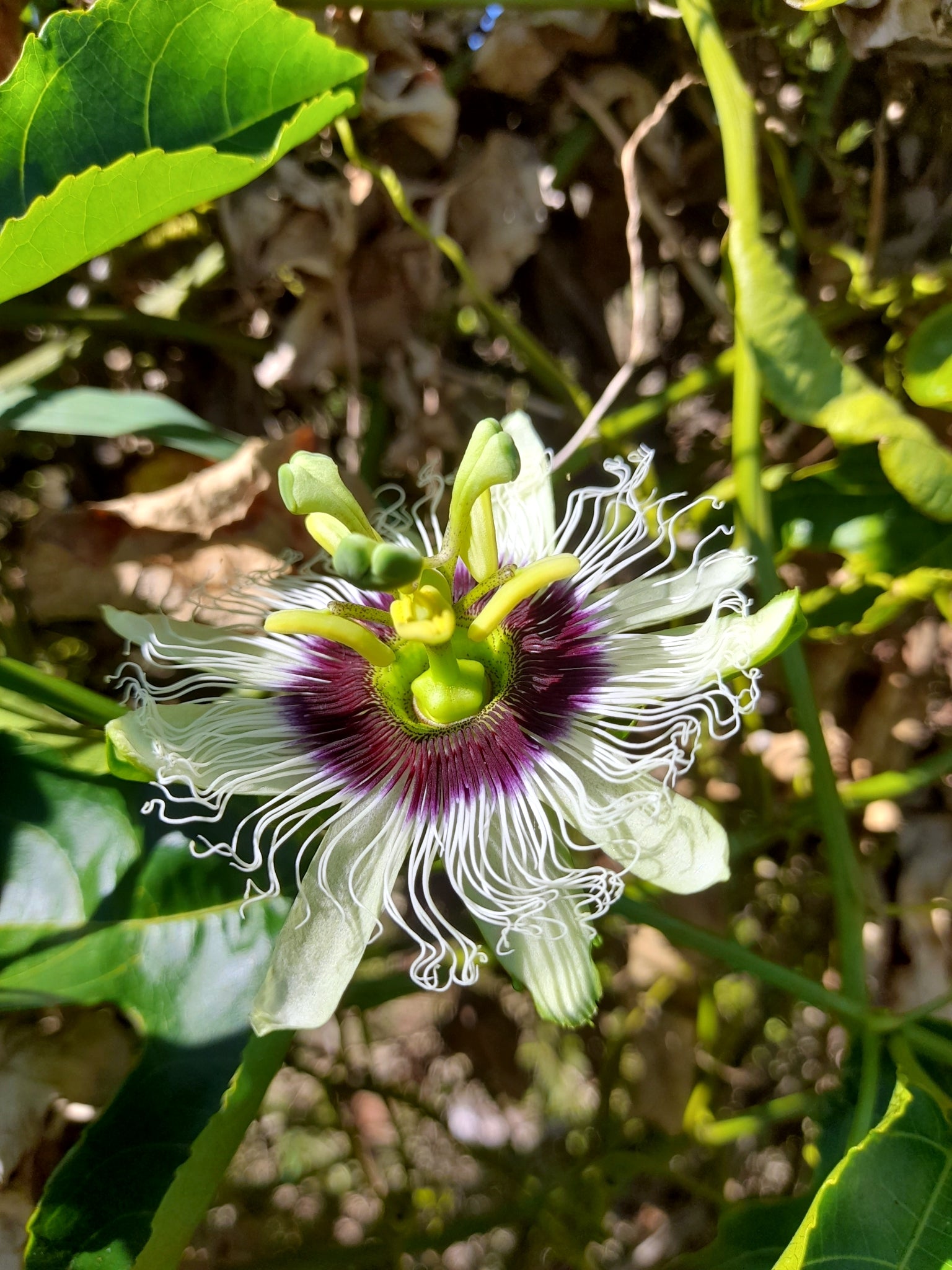 Close-up of a purple passionflower with green leaves in the background. (Passiflora edulis f. flavicarpa)