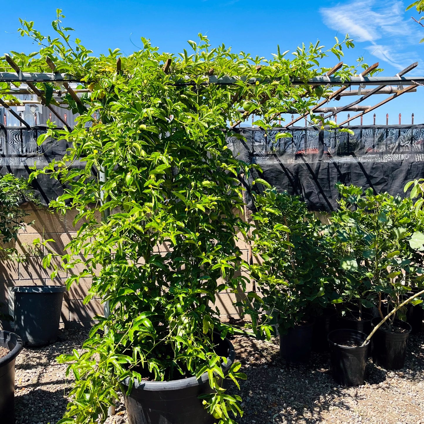 Potted Yellow passion fruit plants under a trellis with a blue sky background