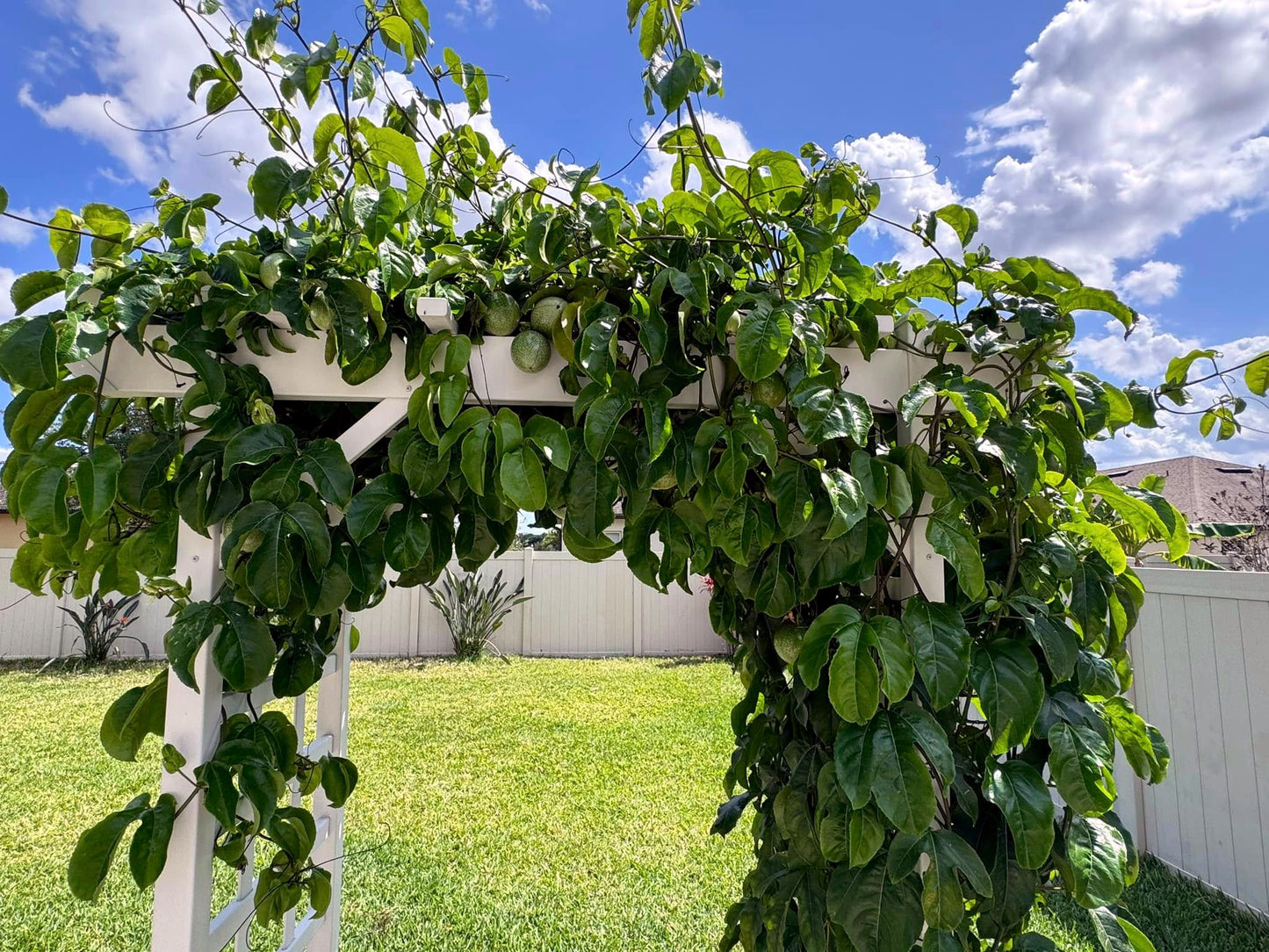 White pergola with green climbing Yellow passion fruit vine plants against a blue sky with clouds. (Passiflora edulis f. flavicarpa)