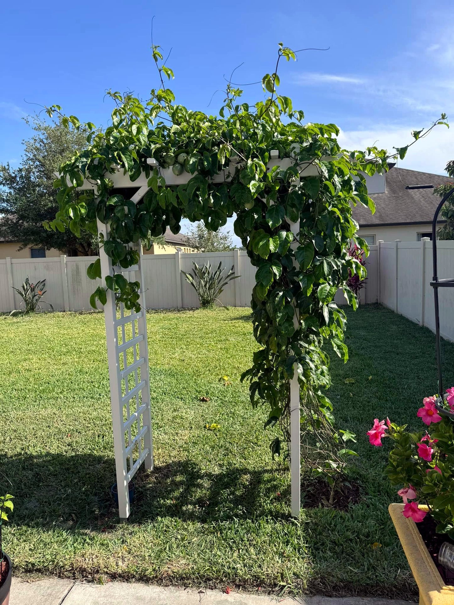 White pergola with green Yellow Passion fruit vines and pink flowers in a backyard setting. (Passiflora edulis f. flavicarpa)