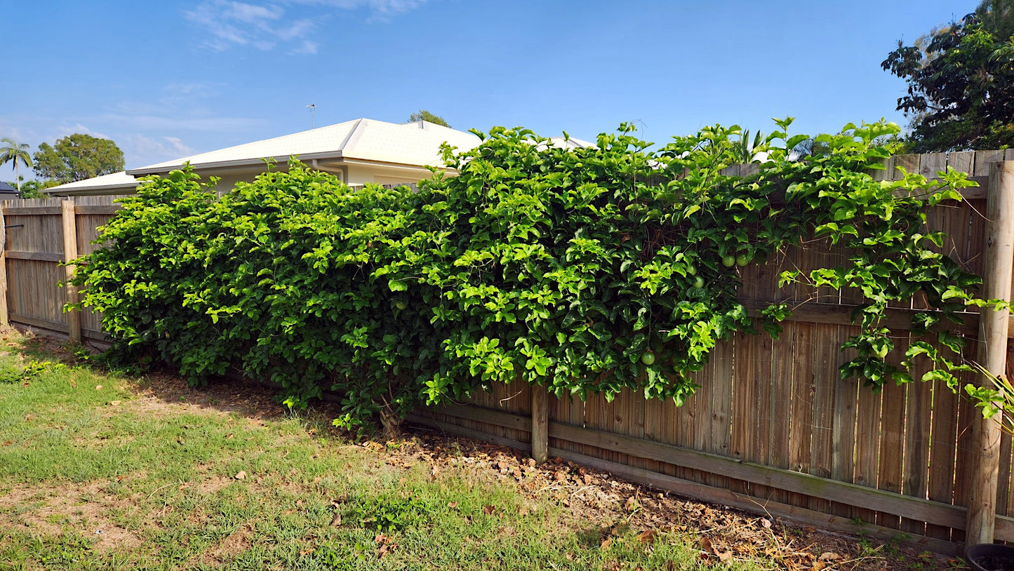 Green climbing Yellow passion fruit plant on a wooden fence with a clear blue sky