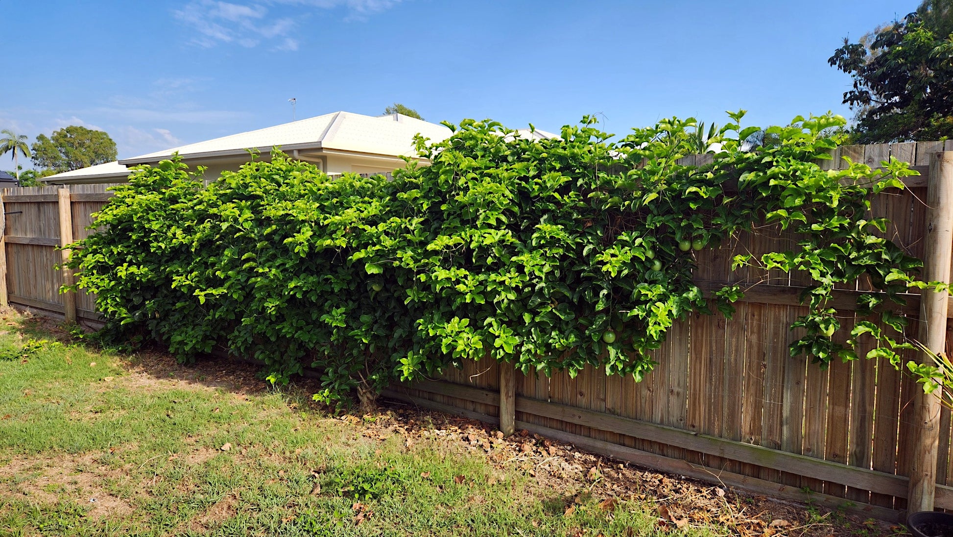 Green climbing Yellow passion fruit plant on a wooden fence with a clear blue sky